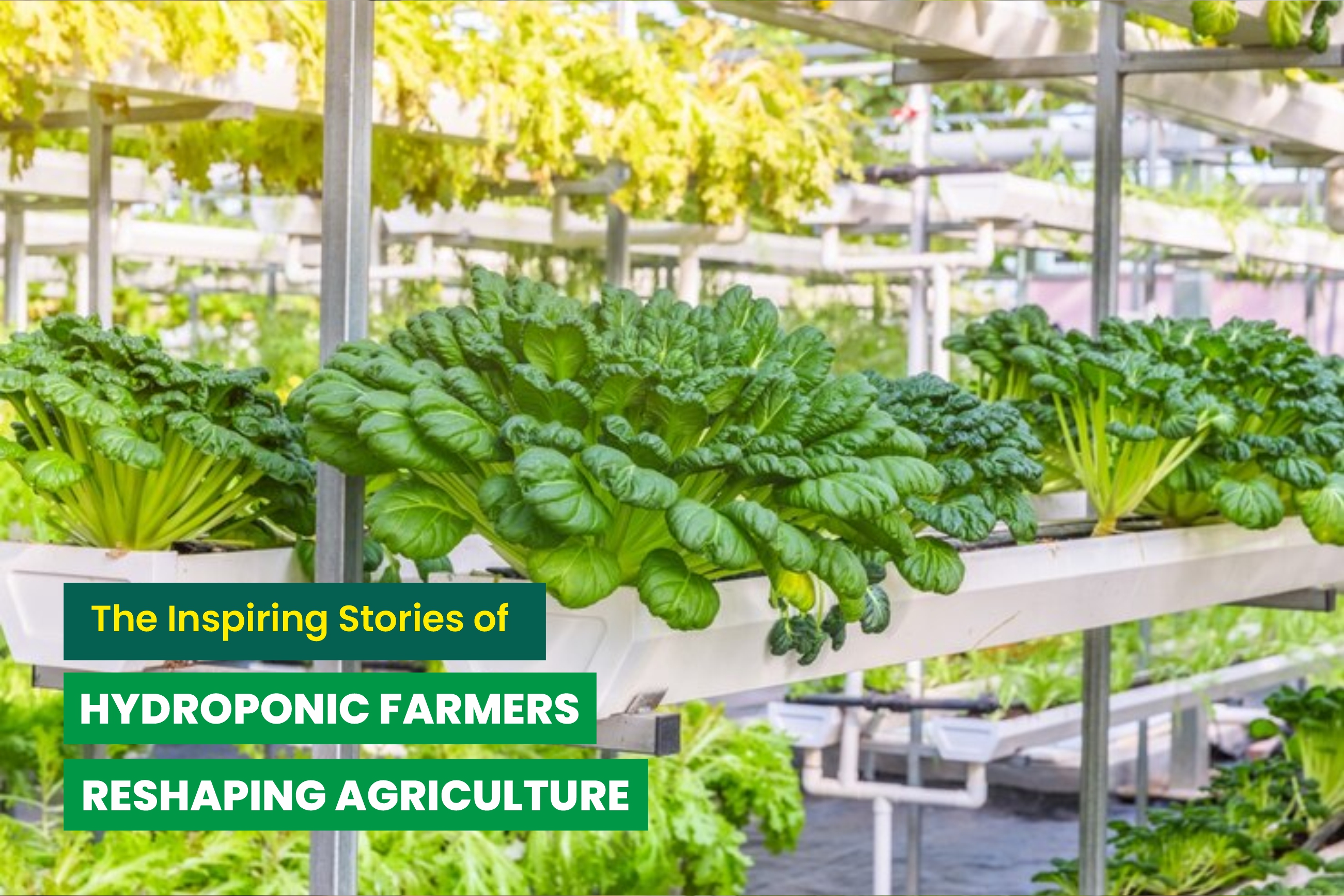 Inspiring Stories of Hydroponic Farmers